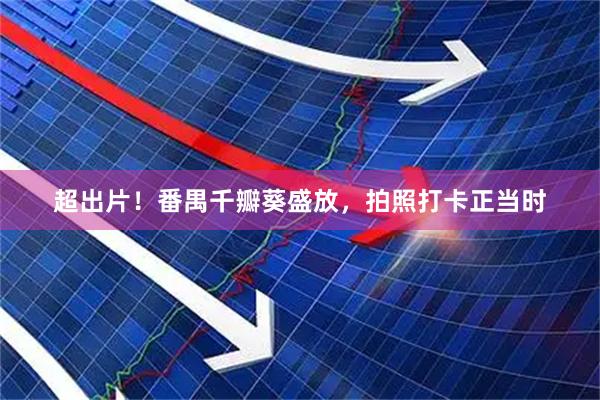 超出片！番禺千瓣葵盛放，拍照打卡正当时